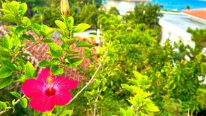 映画で見る戦争と平和 アメリカ統治時代の沖縄編